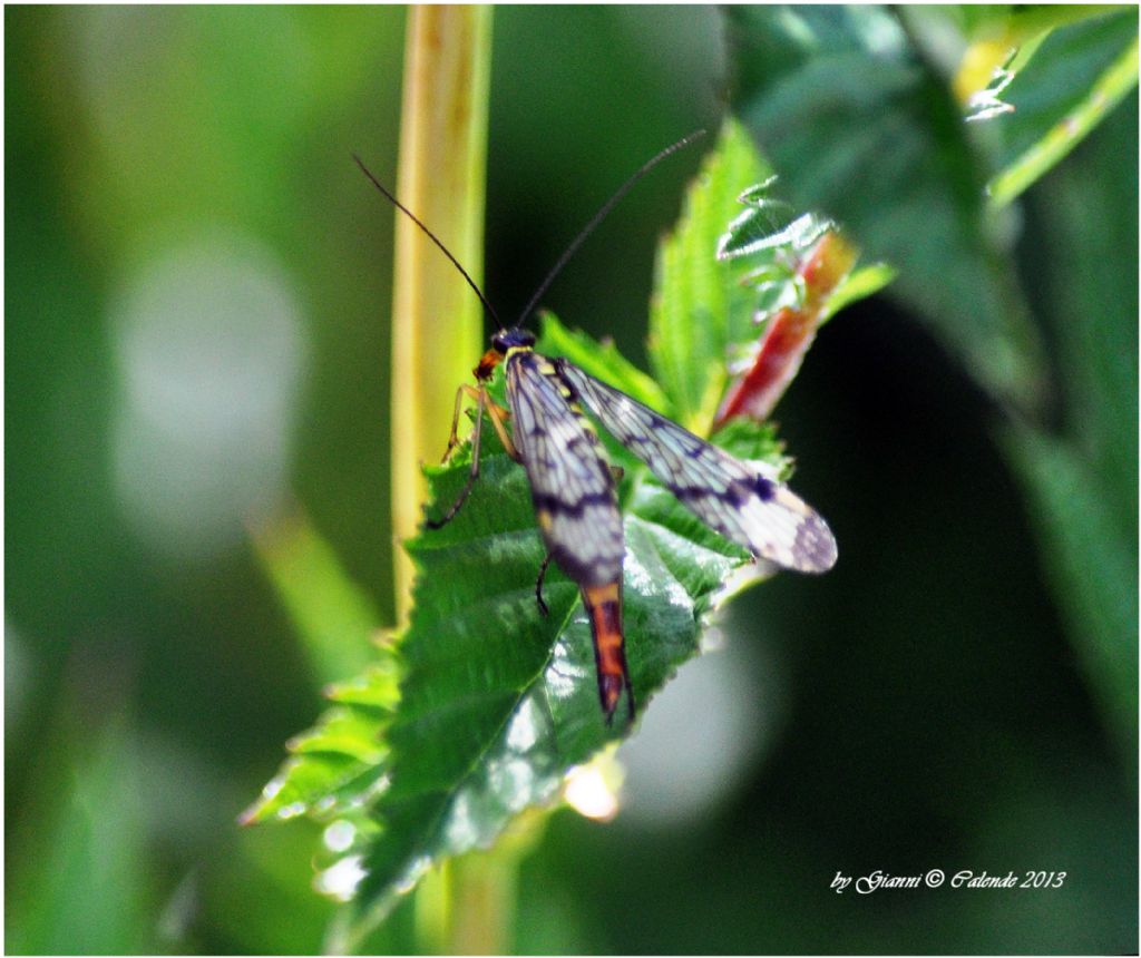 Panorpa communis (Mosca scorpione)